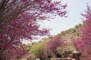 دره ارغوان ایلام ، بهشت رنگ‌ها