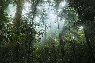 جنگل های بارانی آمازون