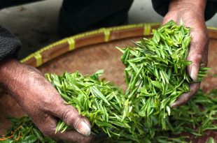 بهترین مزارع چای جهان