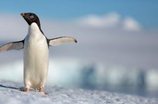 نقد فیلم Penguins (پنگوئن‌ها)
